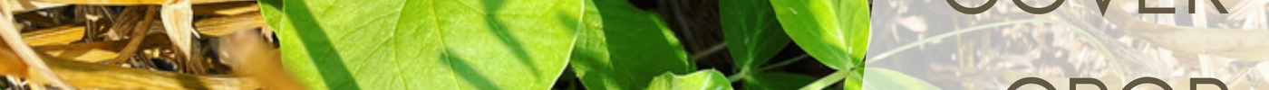 How to Cover Crop