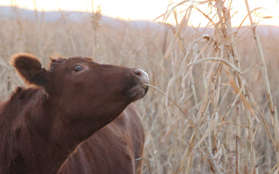 Myth: The Grazing Season Ends When The Growing Season Ends