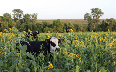 Grazing a Cover Crop Instead of Growing a Cash Crop in 2026