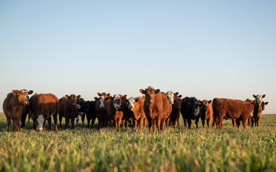 What to Know About Prussic Acid and Nitrate Poisoning