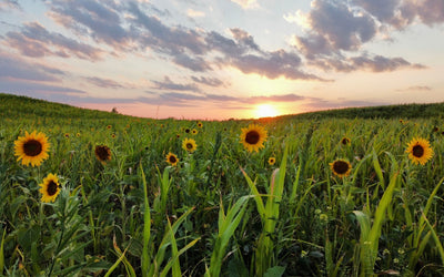 Cover the Soil, Capture the Sun