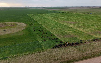 Year Round Grazing, Part 2: Summertime Forage