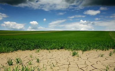 Why Plant Cereal Rye in a Drought