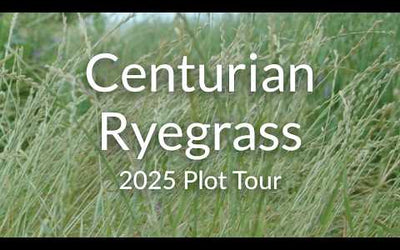 Annual Ryegrass for Winter Grazing: Diploid vs. Tetraploid Varieties