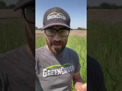 Foot Crimping Your Overwintering Mix in the Garden