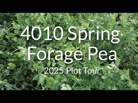 Spring Forage Pea: Fast Nitrogen and Forage in 3 Months
