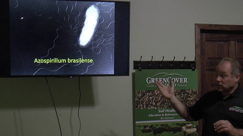 Nitrogen Fixation in Cover Crops: How to Get Free Nitrogen from Bacteria