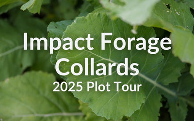 Impact Forage Collards for Grazing: Cold and Heat Tolerance in One Brassica