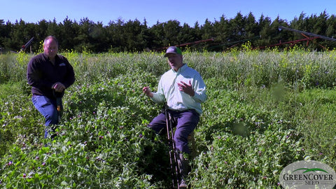 Spring and Winter Peas for Grazing and Nitrogen Production