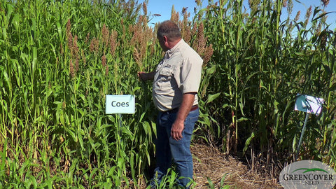 Coes Forage Sorghum: A Budget-Friendly Option for Drought and Wildlife