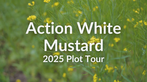 Action White Mustard: Fast Growth, Nematode Control & Reliable Flowering