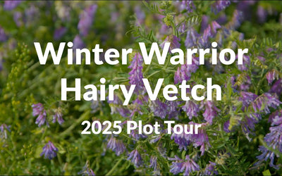 Winter Warrior Hairy Vetch: Cold-Hardy Nitrogen Production for Your Fields
