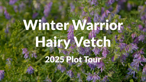 Winter Warrior Hairy Vetch: Cold-Hardy Nitrogen Production for Your Fields