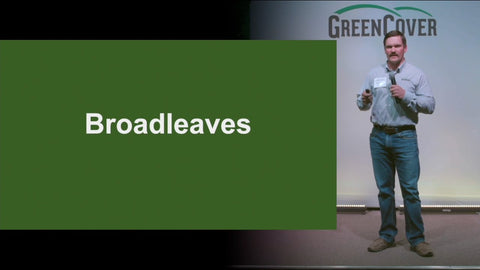 Broadleaf Cover Crops: Why They Matter in Your Mix