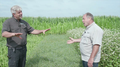 Flax: The Unsung Hero in Your Cover Crop Mix
