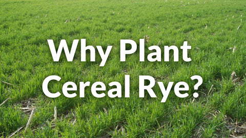 Cereal Rye: The King of Cover Crops