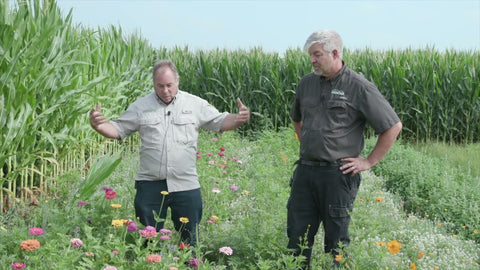 Flower Mixes for Pollinators: Diversity Beats Monoculture
