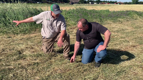Planting Green Into Hairy Vetch and Rye: Rolling, Termination & Weed Control