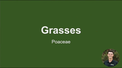 Grass Species for Cover Crop Mixes: Cool-Season and Warm-Season Options