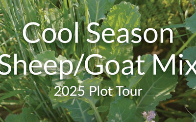 Cool Season Sheep and Goat Grazing Mix: What to Plant and How to Graze It