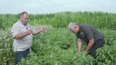 Sesame as a Cover Crop: Heat-Tolerant, Wildlife-Friendly, Livestock-Resistant