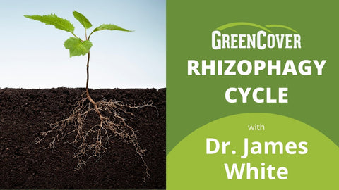 How Plants Farm Microbes: Understanding the Rhizophagy Cycle