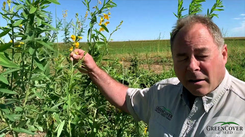 VNS Sunn Hemp: A High-Nitrogen Summer Legume for Biomass and Soil Protection