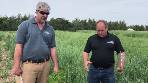 Winter Lentils as a Companion Legume for Cover Crops