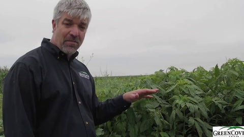Sesame as a Cover Crop: Heat Tolerance, Nematode Control & Deep Roots