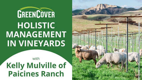 Sheep and Grapes Together: Managing Vineyards Holistically at Paicines Ranch