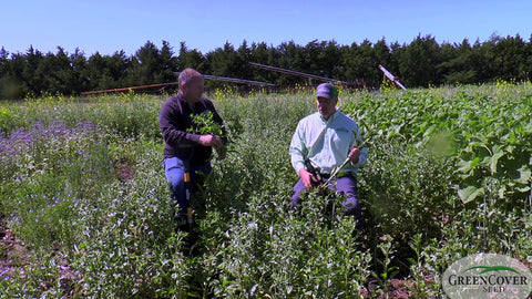 Safflower for Cover Crops and Grazing: Baldy vs. Standard