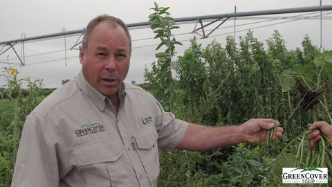 Mungbeans: Heat-Tolerant Summer Legume for Grazing and Wildlife
