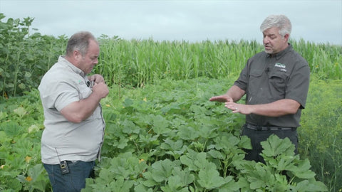 Okra as a Summer Cover Crop: Deep Roots, Livestock Grazing & Parasite Control