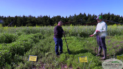 Spring Lentils as a Companion Crop: Why Indian Head Works in Mixes