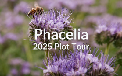 Phacelia for Pollinators and Forage: Spring Planting Guide