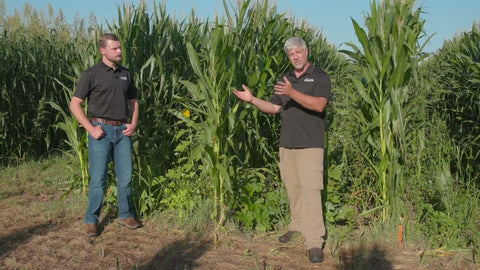Corn Inter-seeding Trials: What We Learned About Row Spacing and Timing