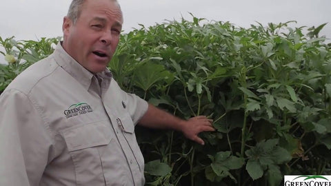 Okra as a Cover Crop: Heat Tolerance, Deep Roots, and Livestock Feed