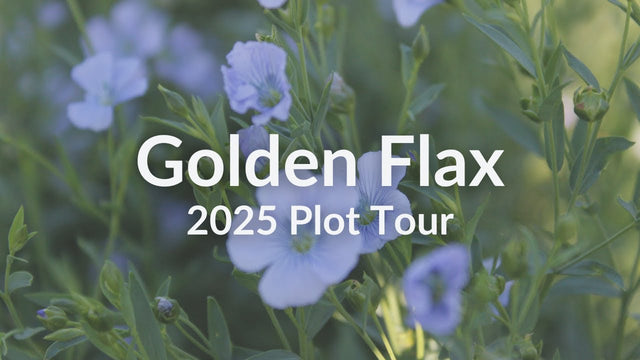 Golden Flax: Why This Overlooked Cover Crop Punches Above Its Weight