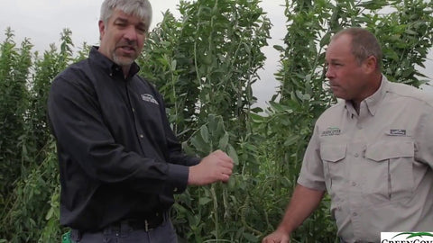 Sunn Hemp as a Warm-Season Legume Cover Crop