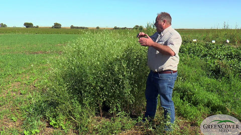 Sweet Clovers: A Biennial Legume That Fixes Nitrogen and Feeds Bees