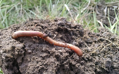 Cover crops and biologicals: a match made… in the soil