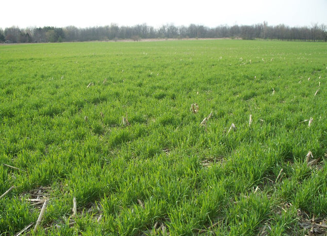 Cereal Rye (Hazlet)
