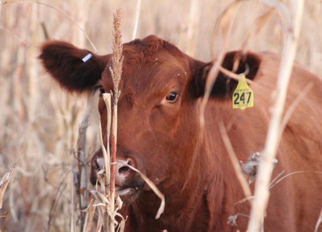 Stockpile Grazing Mix