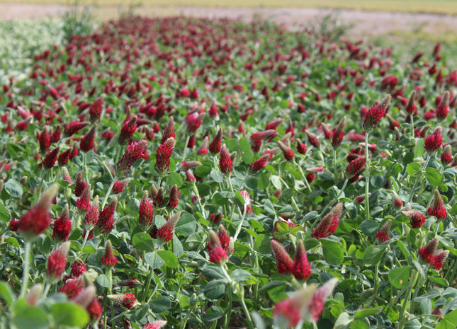 Crimson Clover (Dixie) - OMRI Inoculated