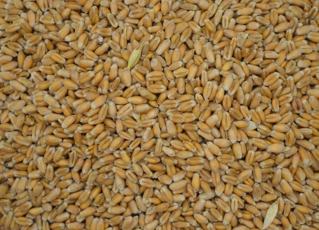 Winter Wheat (GA Gore Soft Red) - Beardless