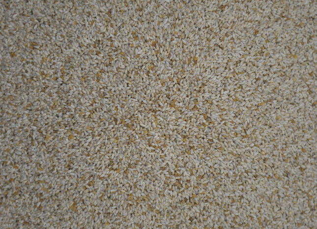 Timothy Grass (Carson)