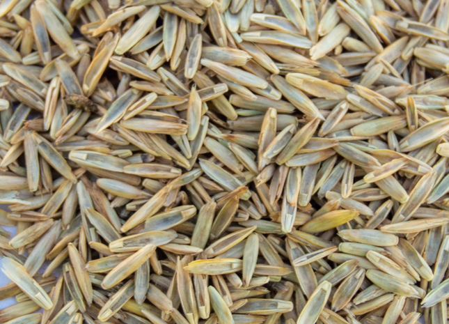 Festulolium (SugarCrest)