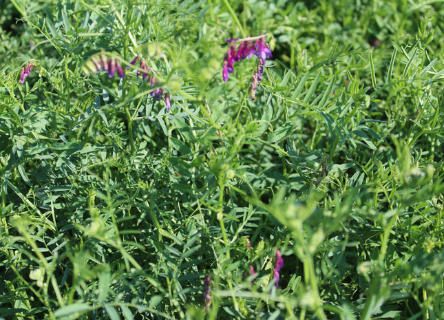 Hairy Vetch (Winter Warrior)