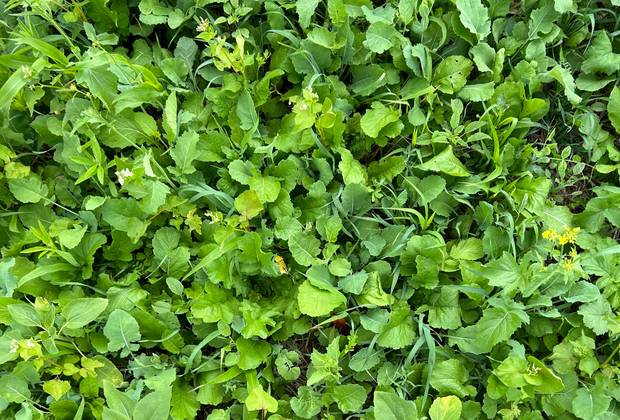 The Cover Crop Seed You Need