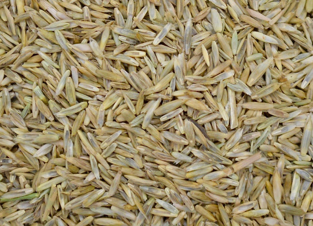 Annual Ryegrass (Centurion) - Diploid